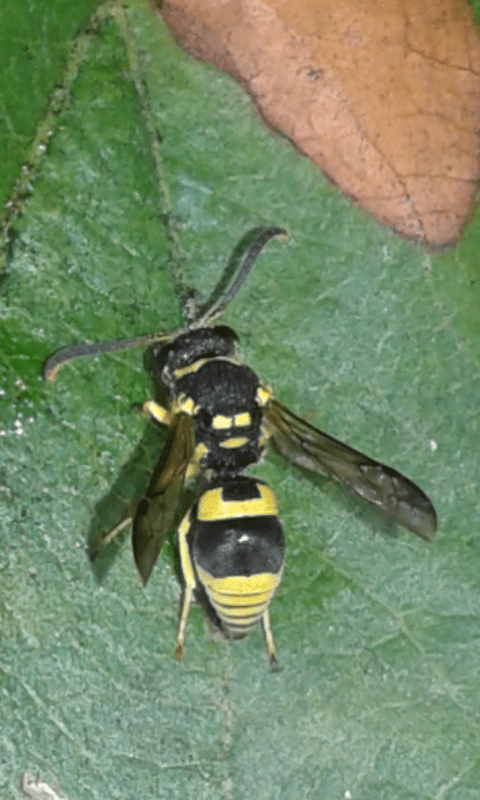 Vespidae Eumeninae : Ancistrocerus sp.?